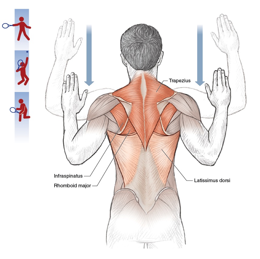 Shoulder 4-joint complex
