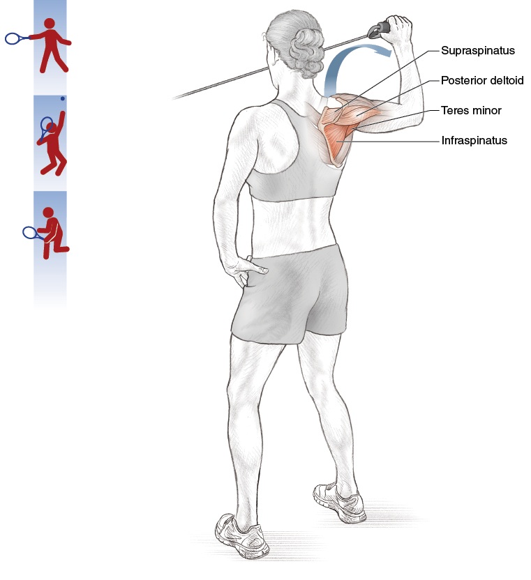 Shoulder joint anatomy