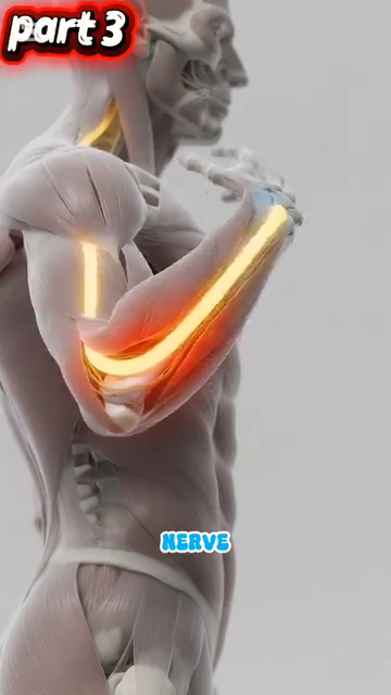 Hand 27 bones anatomy