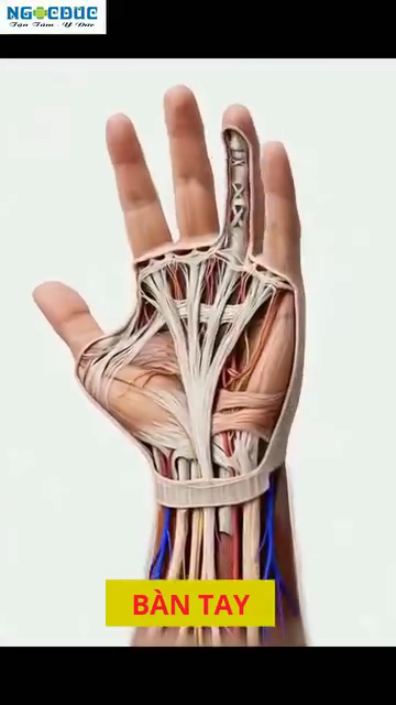 Carpal tunnel contents