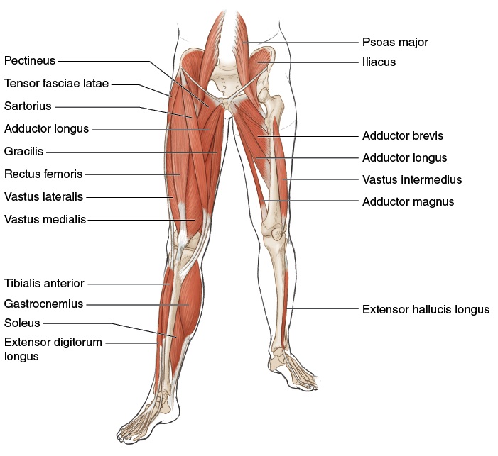 Patellar tendon anatomy