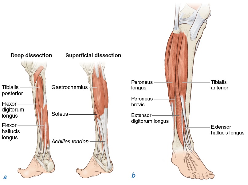 Quadriceps anatomy