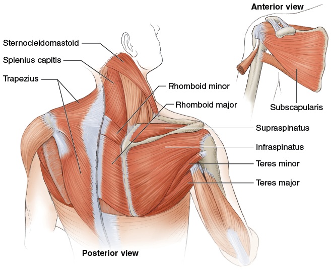 DD2 shoulders pdf01