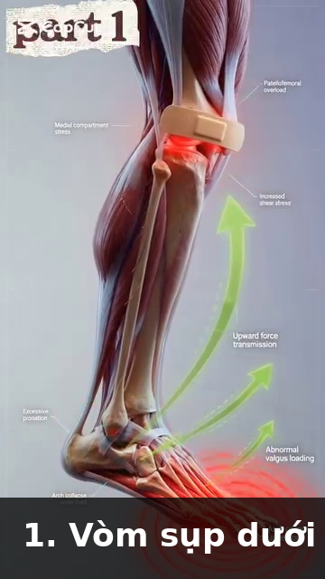 Giai Phau Anatomy Tennis  img05