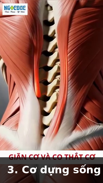 Giai Phau Anatomy Tennis  img15
