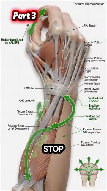 Anatomy Tennis Full   img09