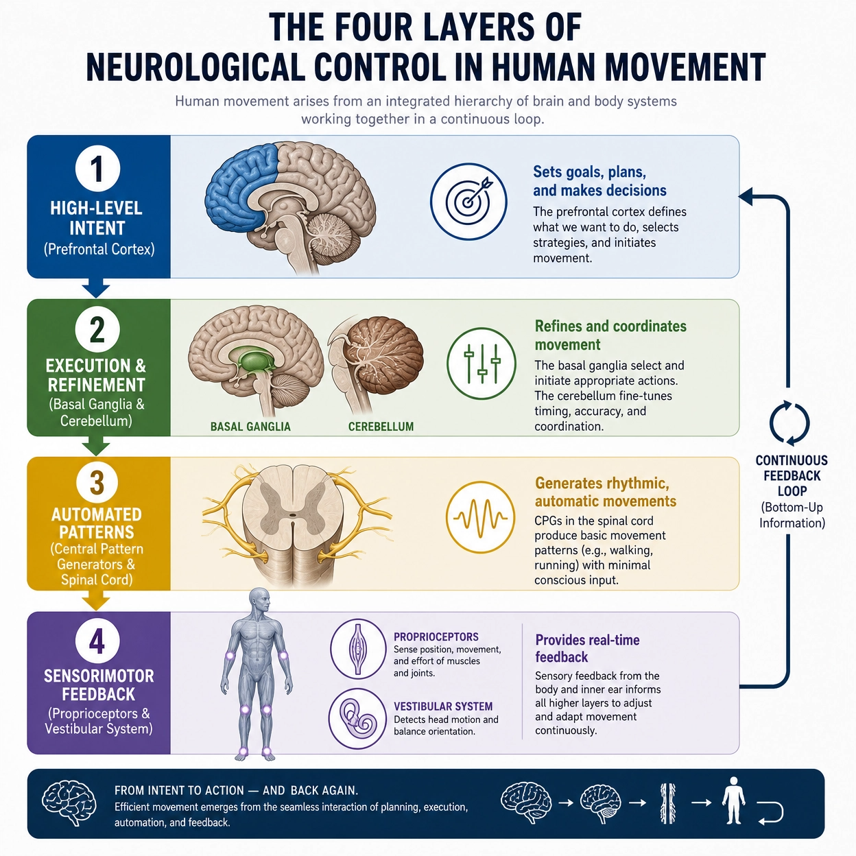 Ball Tracking: Biomechanics & Neural Processing
